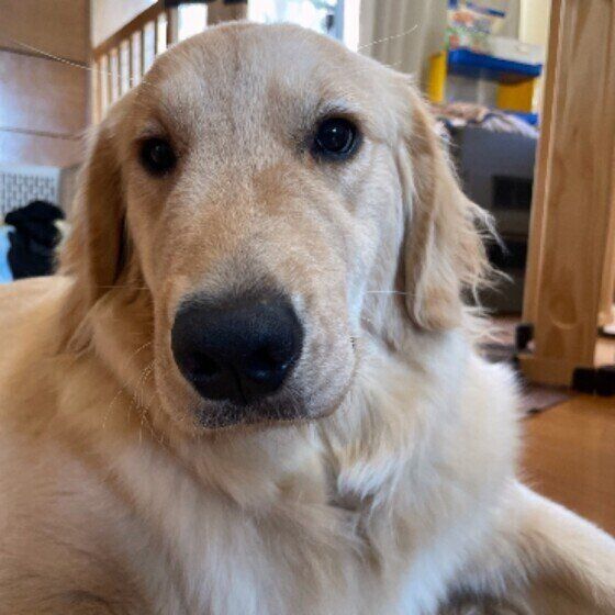 床に腹ばいになって顔をカメラのほうに向けている薄茶色のゴールデン・レトリーバー