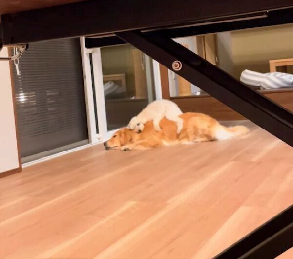 「カメの親子スタイル」でくつろぐゆめちゃんとうたちゃん