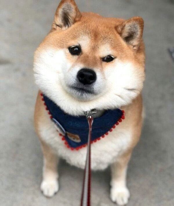 お散歩を拒否するハナちゃん