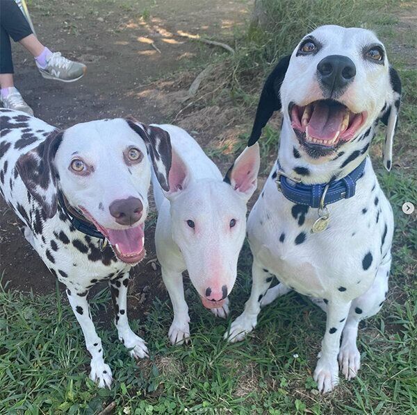 遊びにきたすずこちゃん、こゆきちゃん、あずきちゃん