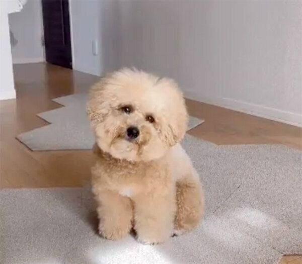 首をかしげるポテチくん