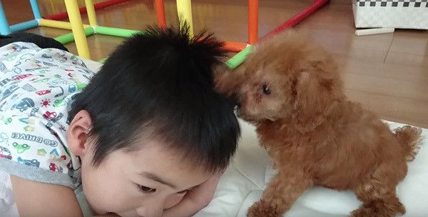 坊やとトイ・プードル