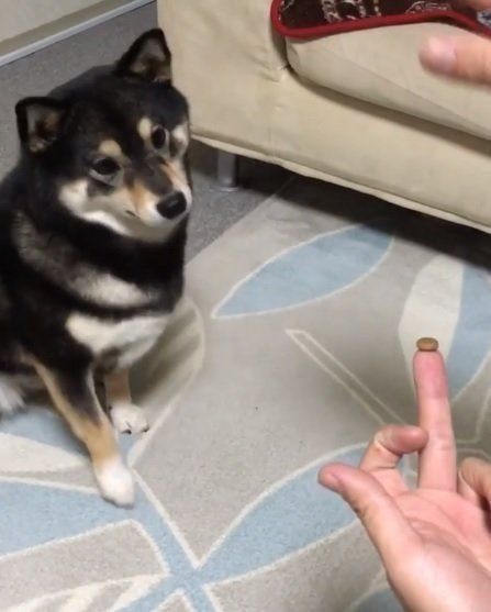 おやつを見つめる柴