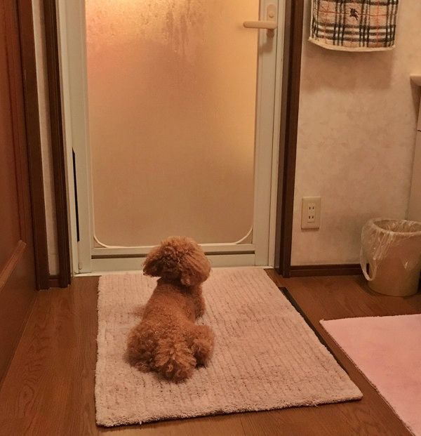 パパさんを出待ちするトイ・プードル