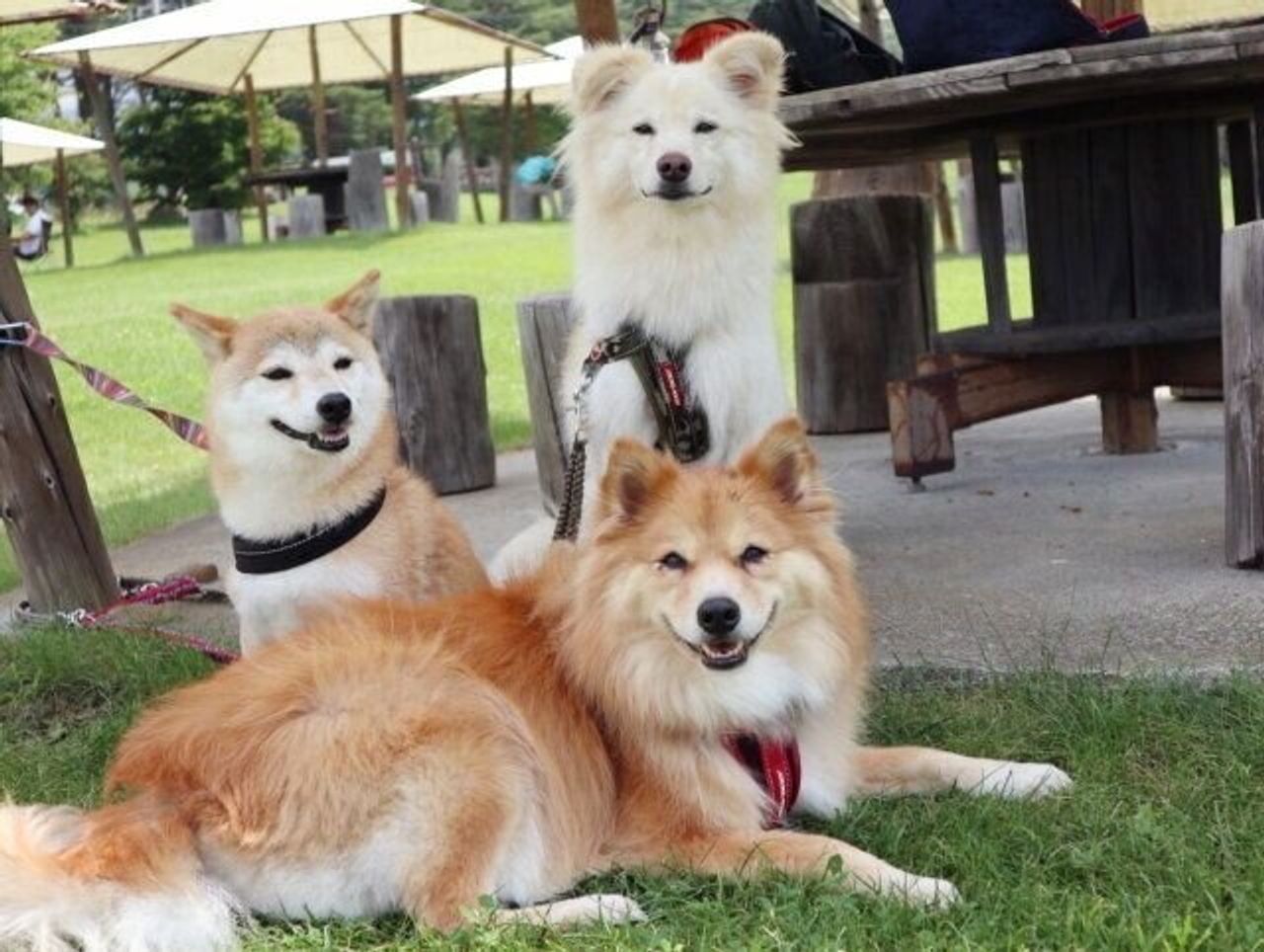 犬の口角が上がるとき 穴澤賢の犬のはなし いぬのきもちweb Magazine 犬の口角が上がるとき 穴澤賢の犬のはなし いぬのきもちweb Magazine