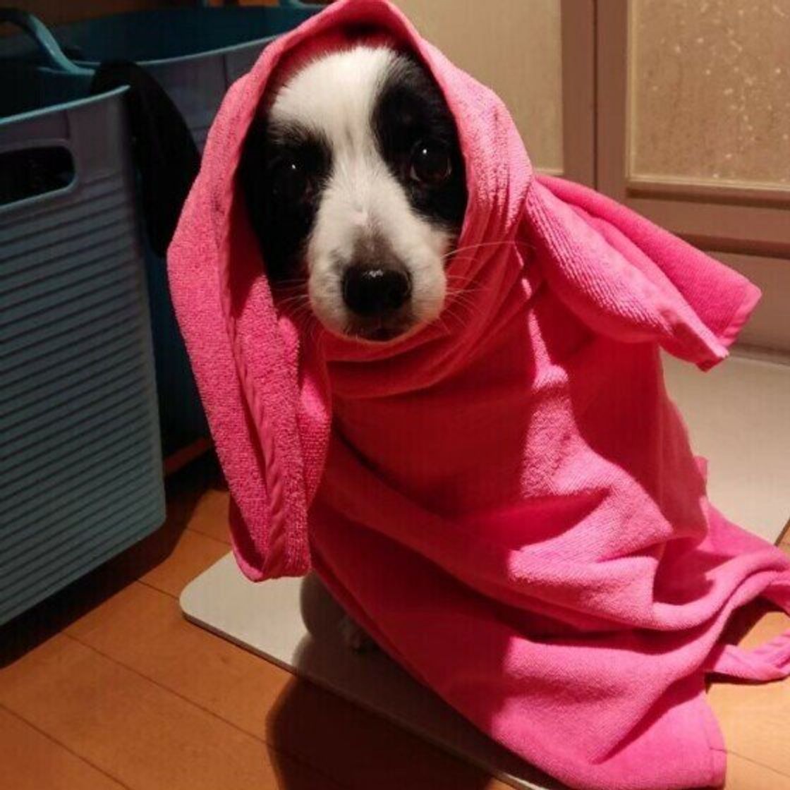 意外なリスクが 夏場の犬のシャンプーは熱中症に気を付けて いぬのきもちweb Magazine 意外なリスクが 夏場の犬のシャンプーは熱中症に気を付けて いぬのきもちweb Magazine