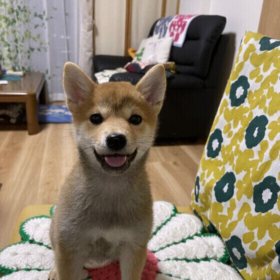 犬がご飯を食べないのにおやつを食べたがる？ 犬がご飯を食べない理由と対処法 いぬのきもち