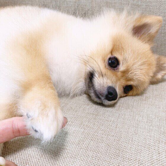ポメラニアンのむぎちゃん