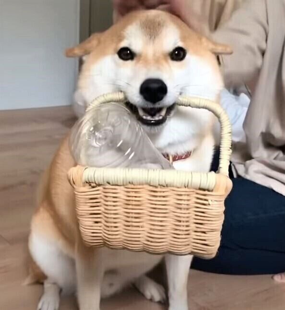 はじめてのおつかい犬 参上 おもちゃの入ったかごをくわえて誇らしげな柴犬 いぬのきもちweb Magazine はじめてのおつかい犬 参上 おもちゃの入ったかごをくわえて誇らしげな柴犬 いぬのきもちweb Magazine