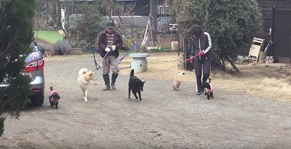散歩する保護犬