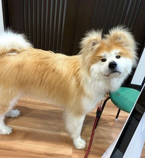 ふわふわな毛が魅力的なボブくん