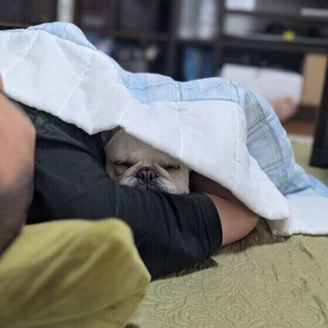腕 枕 で 寝る 犬