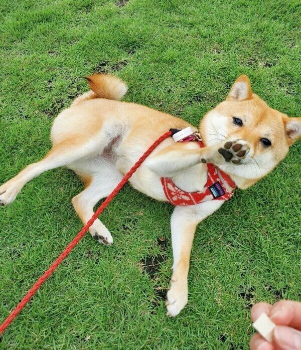 寝転がるあまちゃん