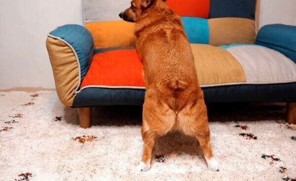 フシギそうにする犬のちいくん