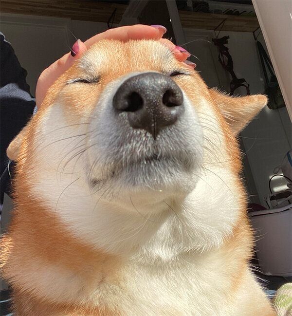 なでてもらう仁太くん