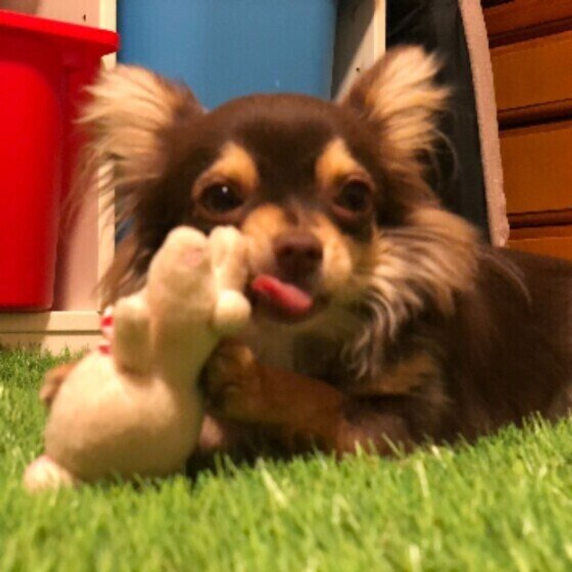 舌ペロのカワイイ犬たち大集合 獣医師の解説付き いぬのきもちweb Magazine 舌ペロのカワイイ犬たち大集合 獣医師の解説付き いぬのきもちweb Magazine