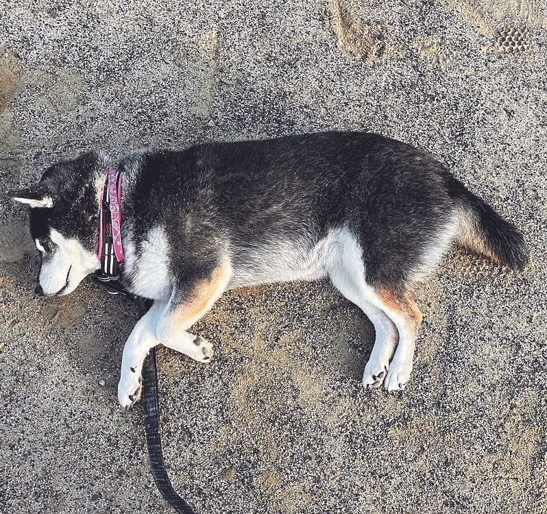 写真提供／Y.S.さん　リアンちゃん