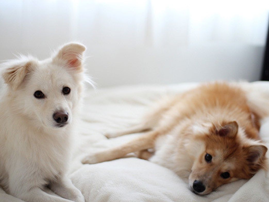 わが家のワンコの行動範囲 穴澤賢の犬のはなし いぬのきもちweb Magazine わが家のワンコの行動範囲 穴澤賢の犬のはなし いぬのきもちweb Magazine