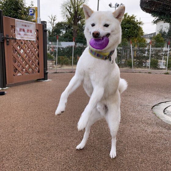 ジャンピングキャッチでボウルをくわえる柴犬