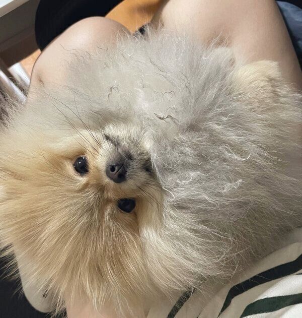 見つめるなごみちゃん