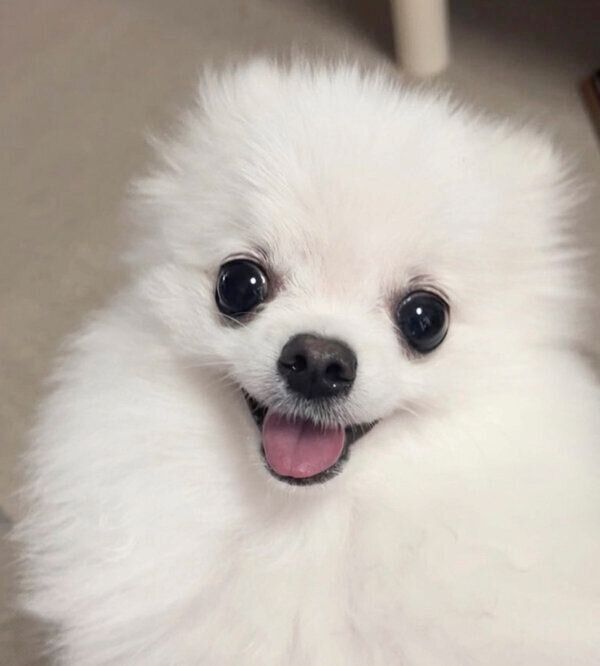 笑顔が可愛いもちこちゃん