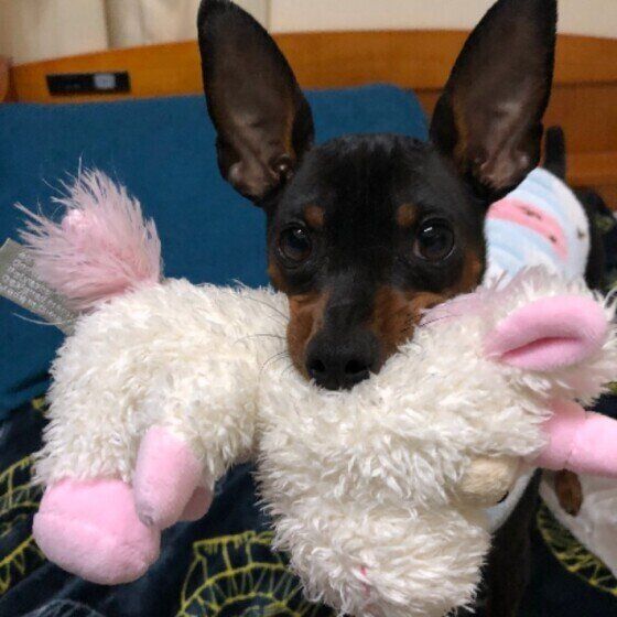 遊んでアピールをするミニチュア・ピンシャー