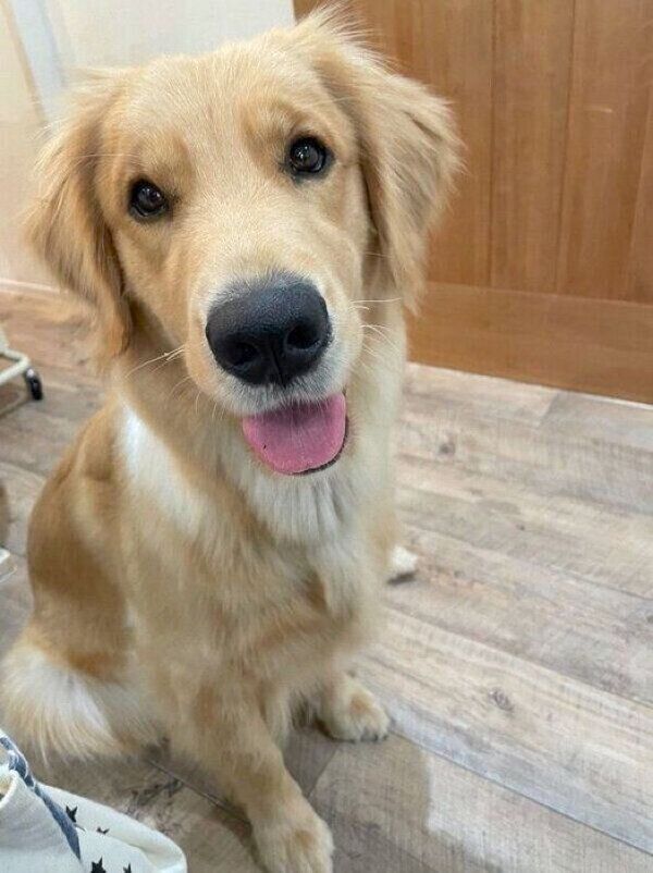 見つめるうどんちゃん