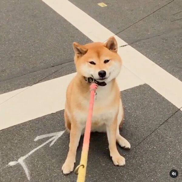 立ち止まるエマちゃん