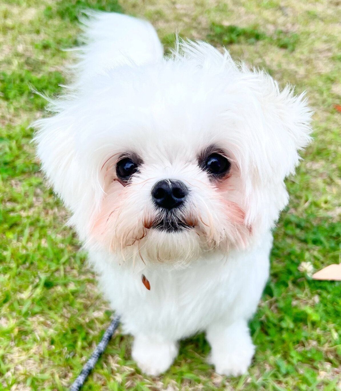 1才になったライスくん。