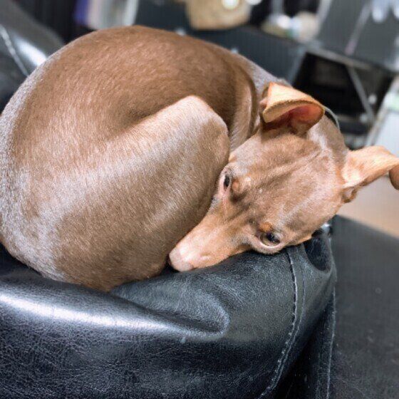 丸まって眠るミニチュア・ピンシャー