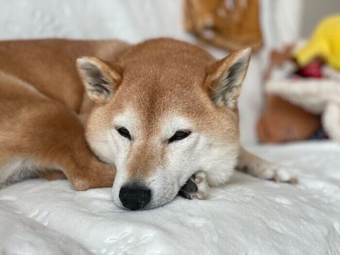 寒いから毛布持ってきて 換毛期のズレで寒そう 柴犬マロたんの冬の過ごし方 いぬのきもちweb Magazine 寒いから毛布持ってきて 換毛期のズレで寒そう 柴犬マロたんの冬の過ごし方 いぬのきもちweb Magazine