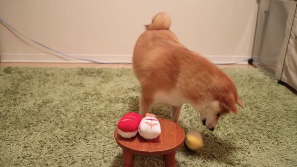 お寿司を選ぶ柴犬