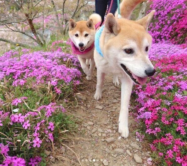 お出かけを楽しむ蘭丸くんと茶々ちゃん