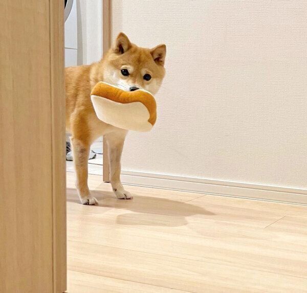 飼い主さんと早く遊びたいおまめちゃん