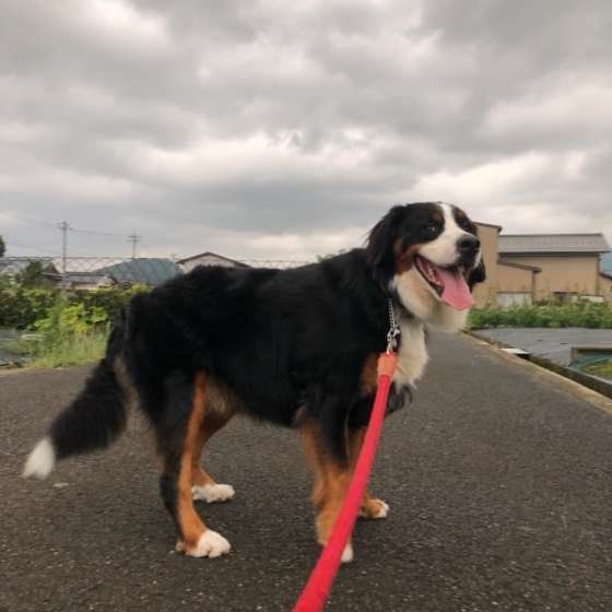 散歩中のさくらちゃん