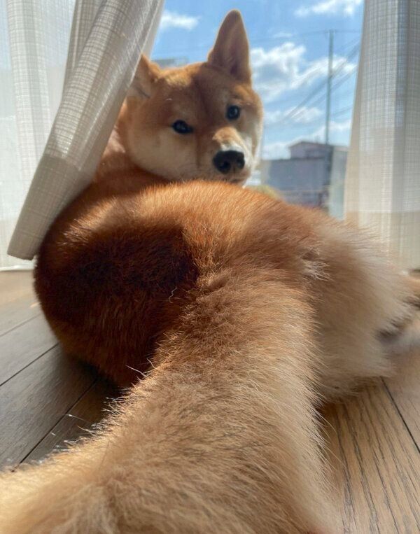 くつろぐ大桜くん