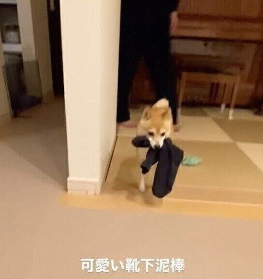 靴下をくわえて逃げるすずちゃん