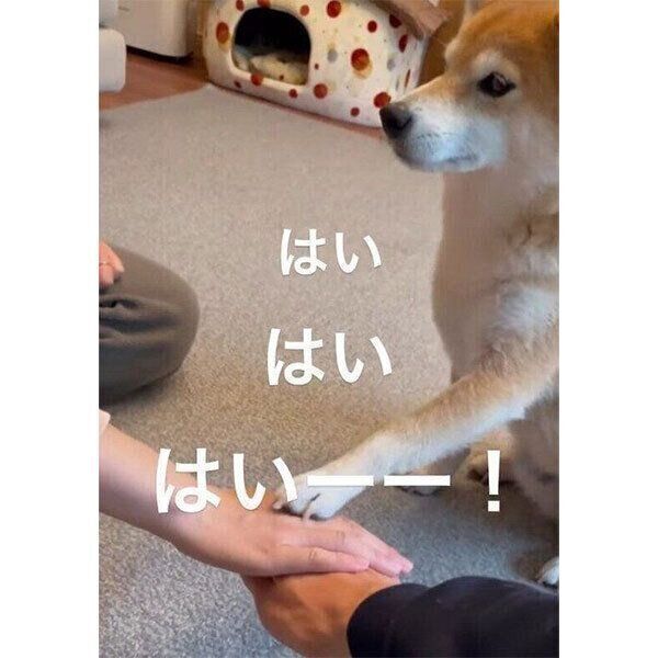 飼い主さんたちの手の上に前足を乗せる文太くん