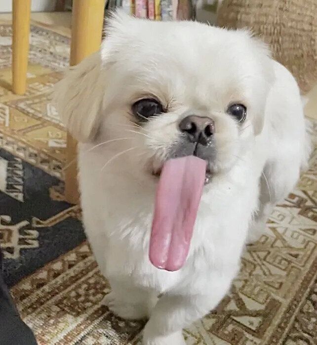 な、長い!?舌を出すムーチョくん