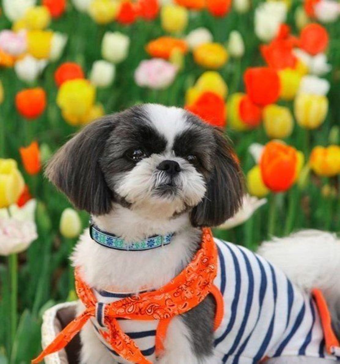 犬連れにも人気 ネモフィラで有名な 国営ひたち海浜公園 へ いぬのきもちweb Magazine 犬連れにも人気 ネモフィラで有名な 国営ひたち海浜公園 へ いぬのきもちweb Magazine
