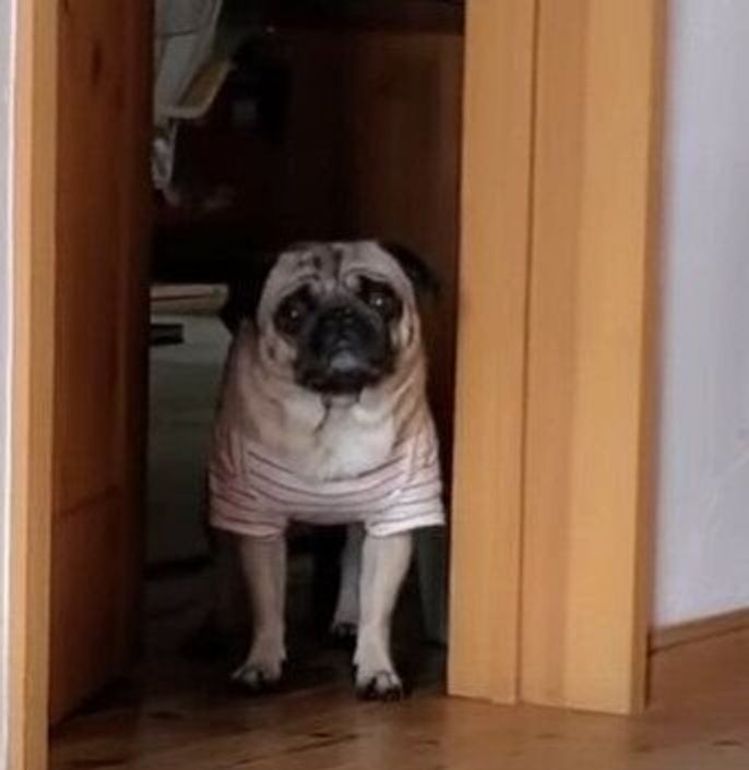 ウルウルお目めで見つめ続けるパグ そのかわいさにパパさんもメロメロ いぬのきもちweb Magazine ウルウルお目めで見つめ続けるパグ そのかわいさにパパさんもメロメロ いぬのきもちweb Magazine