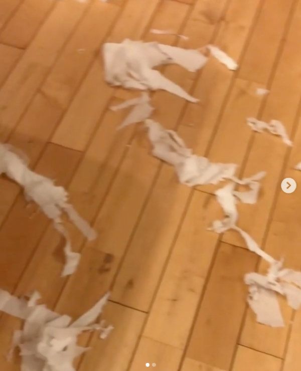 イタズラをする柴犬