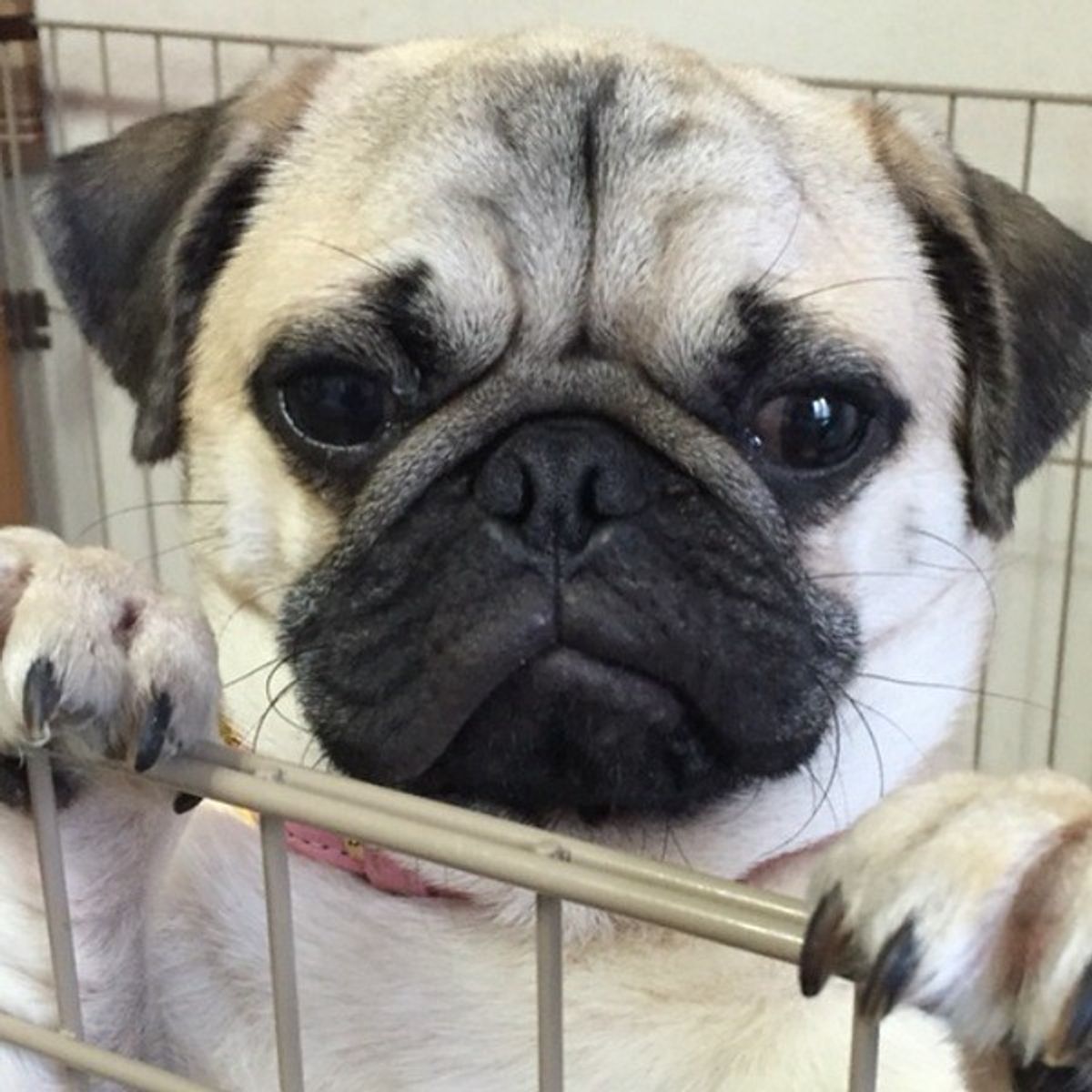 犬が吠えるのはなぜ しつけの前に知っておきたい犬が吠える理由 いぬのきもちweb Magazine 犬が吠えるのはなぜ しつけの前に知っておきたい犬が吠える理由 いぬのきもちweb Magazine