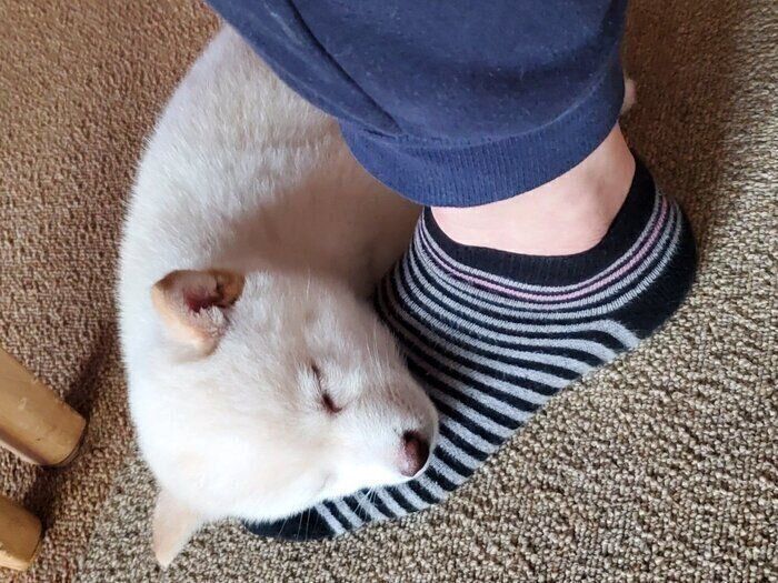 飼い主さんの足を枕にするバニラちゃん