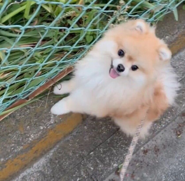 しっかりと避けるレオくん