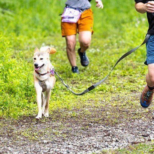 犬のトレイルランニングの大会に出場したときの1枚