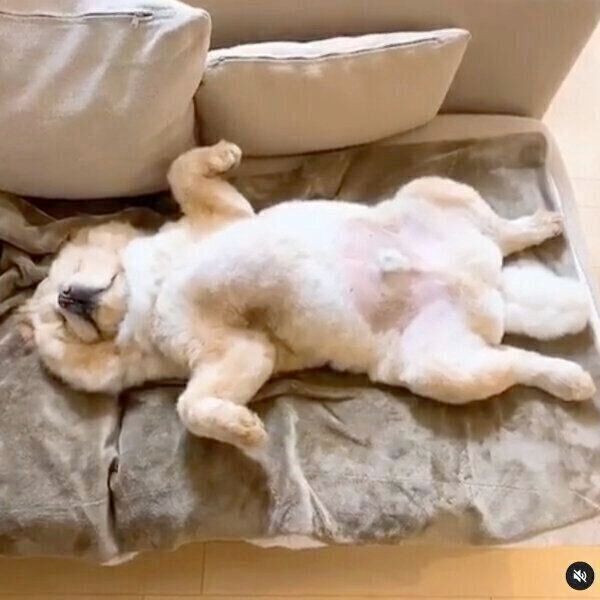 ヘソ天するくり蔵くん