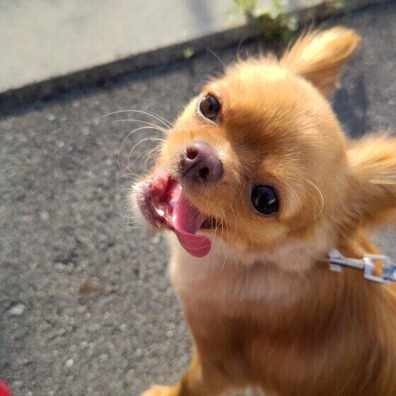 見つめるチワワ