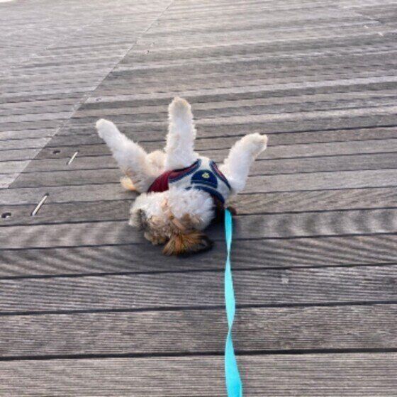 スリスリするRIKUくん（シー・ズー）