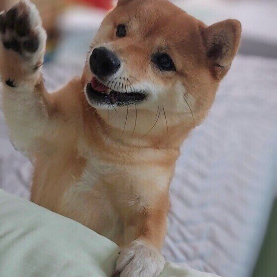 犬の肉球の数は全部でいくつ？ 犬の肉球の役割と豆知識 いぬのきもち